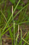 Ouachita Mountain sedge